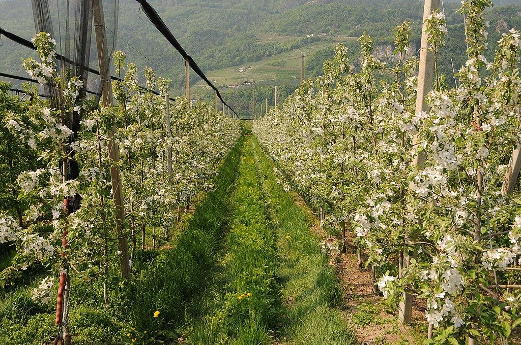 Apfelbaumplantage_Lana.jpg
