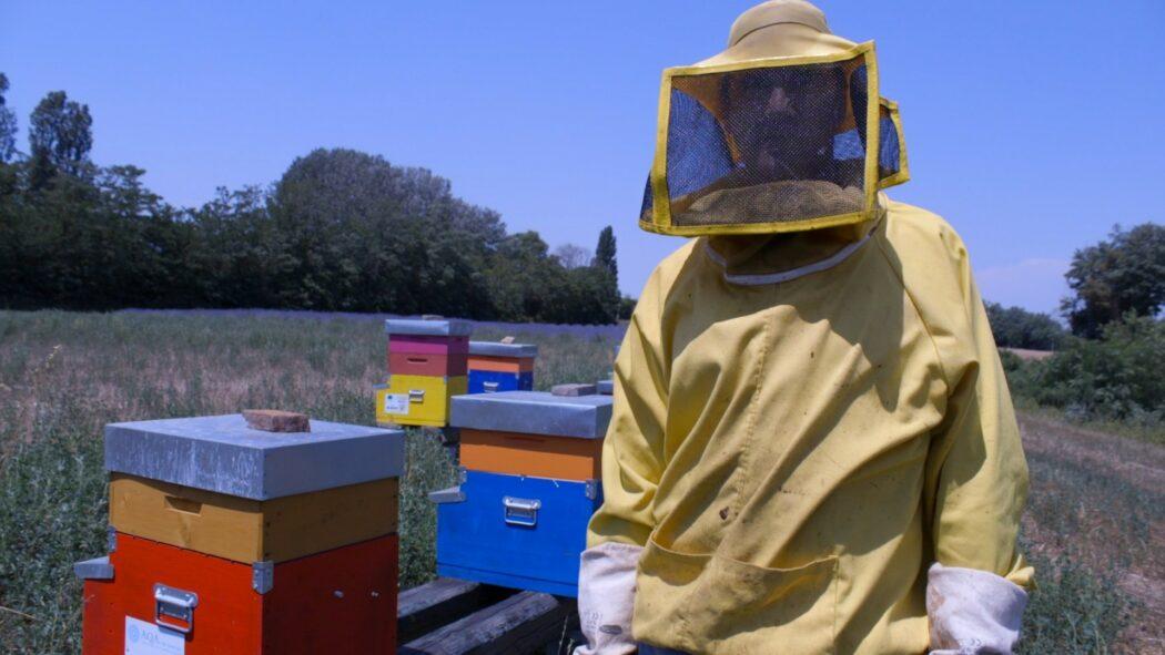  ‘Without bees, there’s no life’: the buzzing oasis of Veneto
