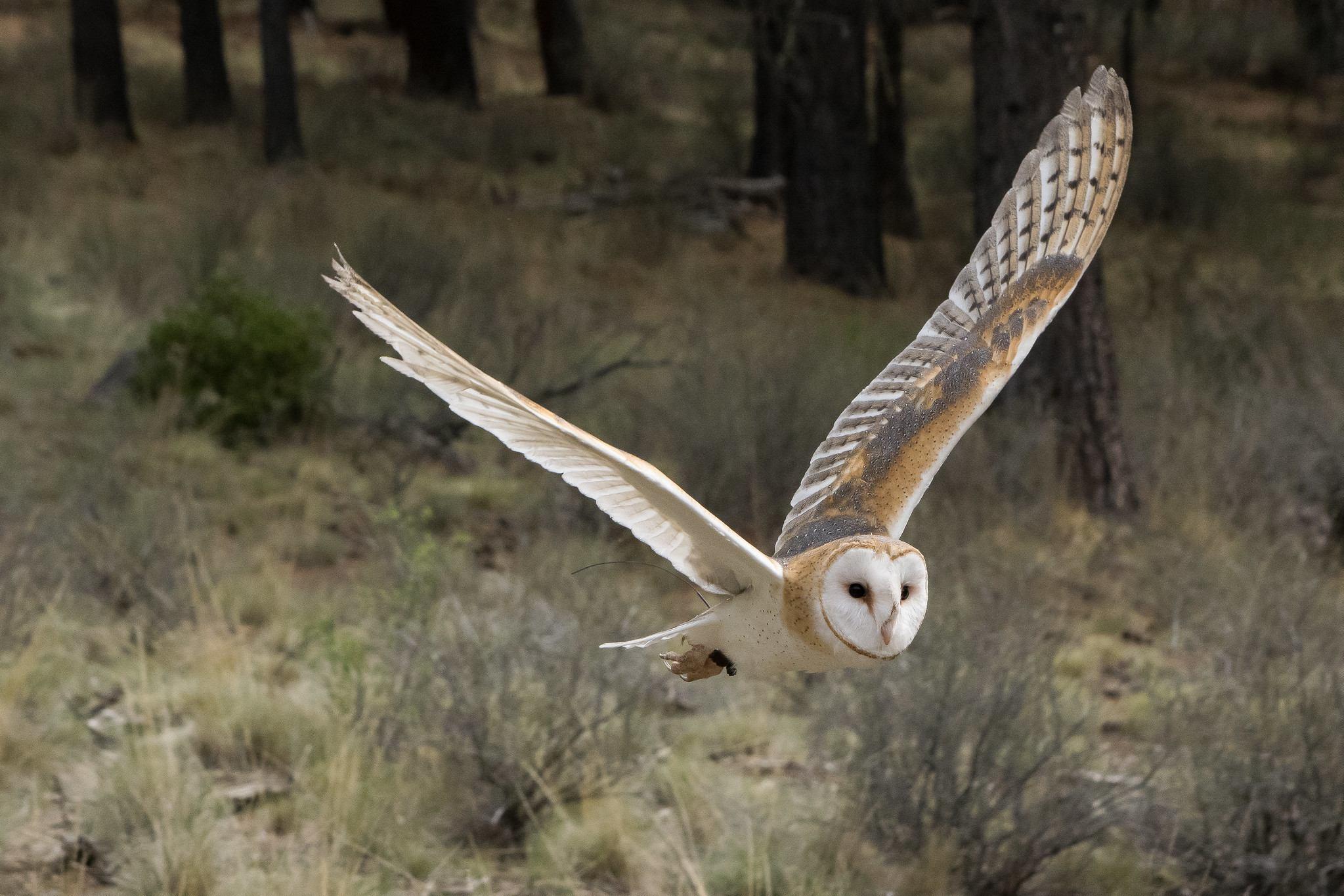 barn-owl-cc.jpg